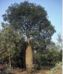 לפרטים נוספים לחץ כאן